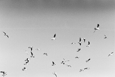 Flock of seagulls flying
