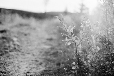 Black and white image of wild flower against sunlight